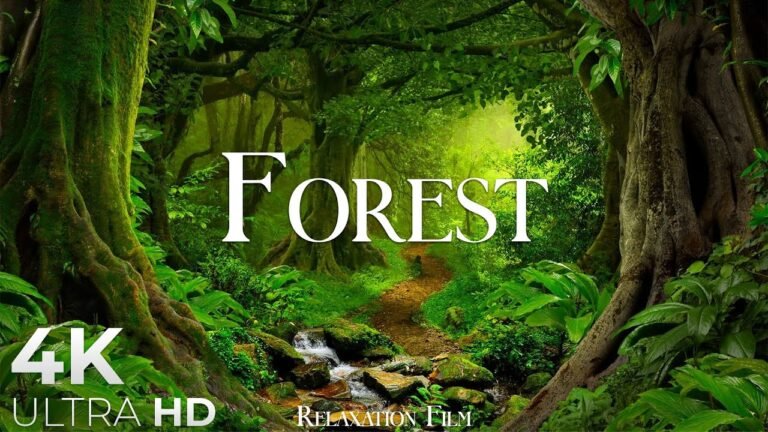 Δάσος σε 4K — Ταινία Χαλάρωσης